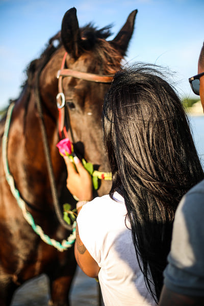 Florida Beach Horses | 8400 Manatee Ave W, Bradenton, FL 34209, USA | Phone: (941) 587-2553