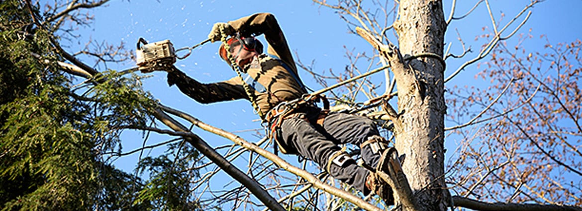 DreamWorks Tree Service | 8799 Concession Rd 5, Uxbridge, ON L9P 1R1, Canada | Phone: (647) 924-2627