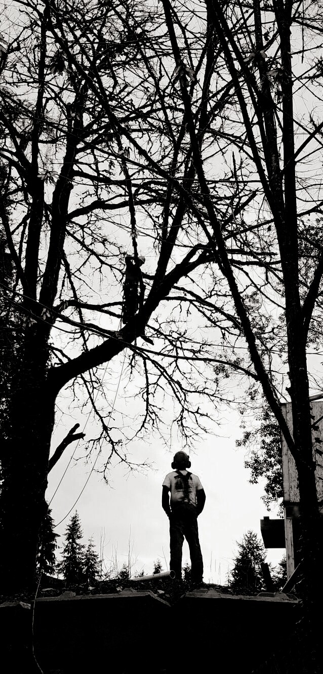 Taylors Snohomish Tree Service | 7717 184th Dr SE, Snohomish, WA 98290, USA | Phone: (425) 903-0559