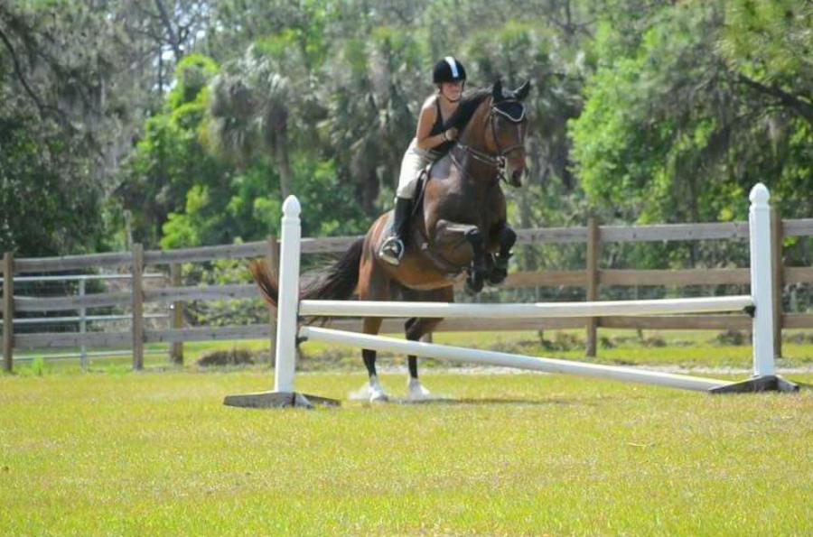 Bits of Paradise Ranch | 8200 Ibis St, Sarasota, FL 34241, USA | Phone: (941) 312-2110