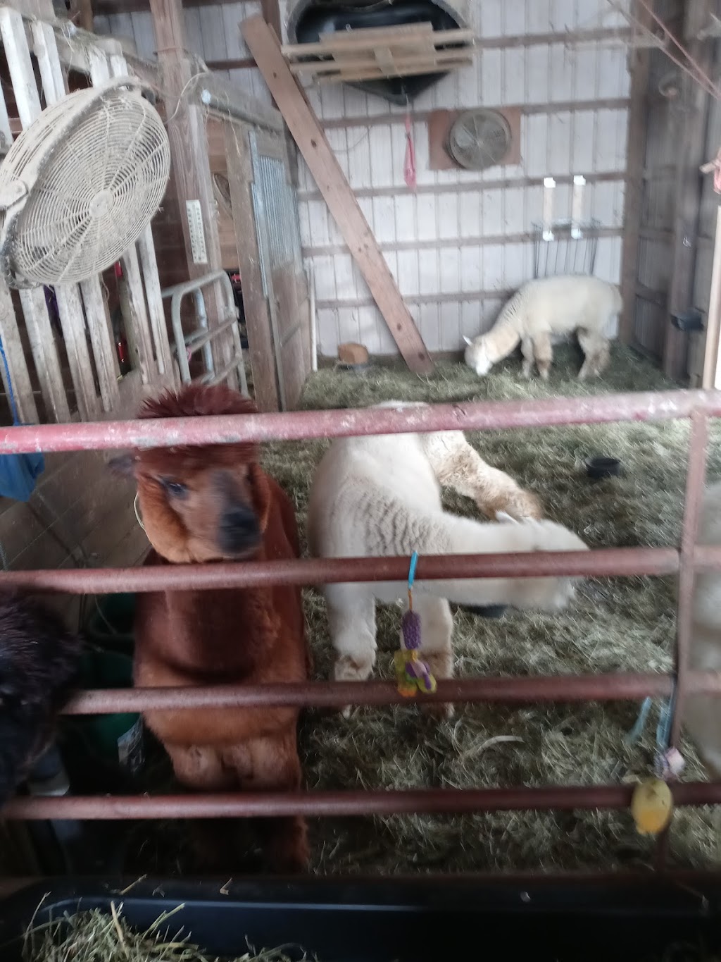 Alpaca Paradise Farm - zoo  | Photo 8 of 10 | Address: 2126 OH-28, Goshen, OH 45122, USA | Phone: (513) 312-0432