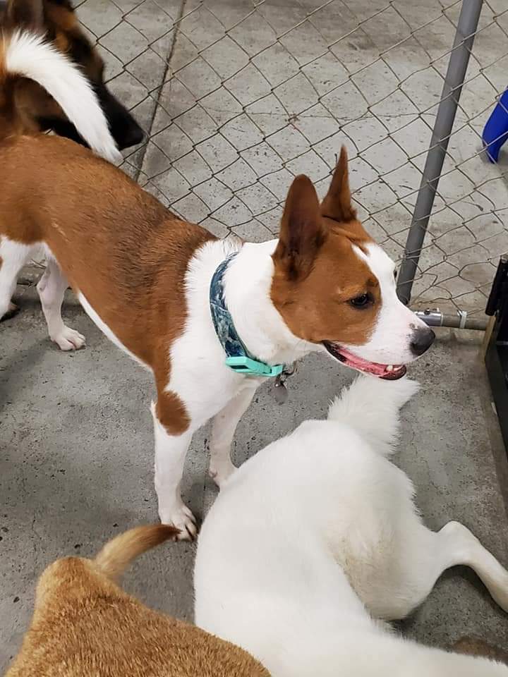 FurEver Friends Doggie Daycare & More, Inc 151 Saratoga St, Cohoes