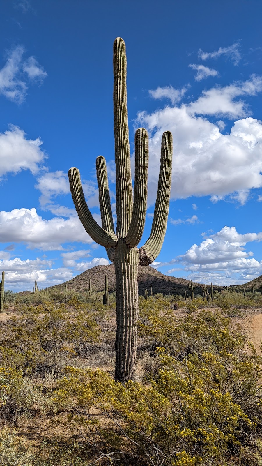 Sonoran Mountain Ranch Park | 7098 W Miner Trail, Peoria, AZ 85383, USA | Phone: (623) 773-7137