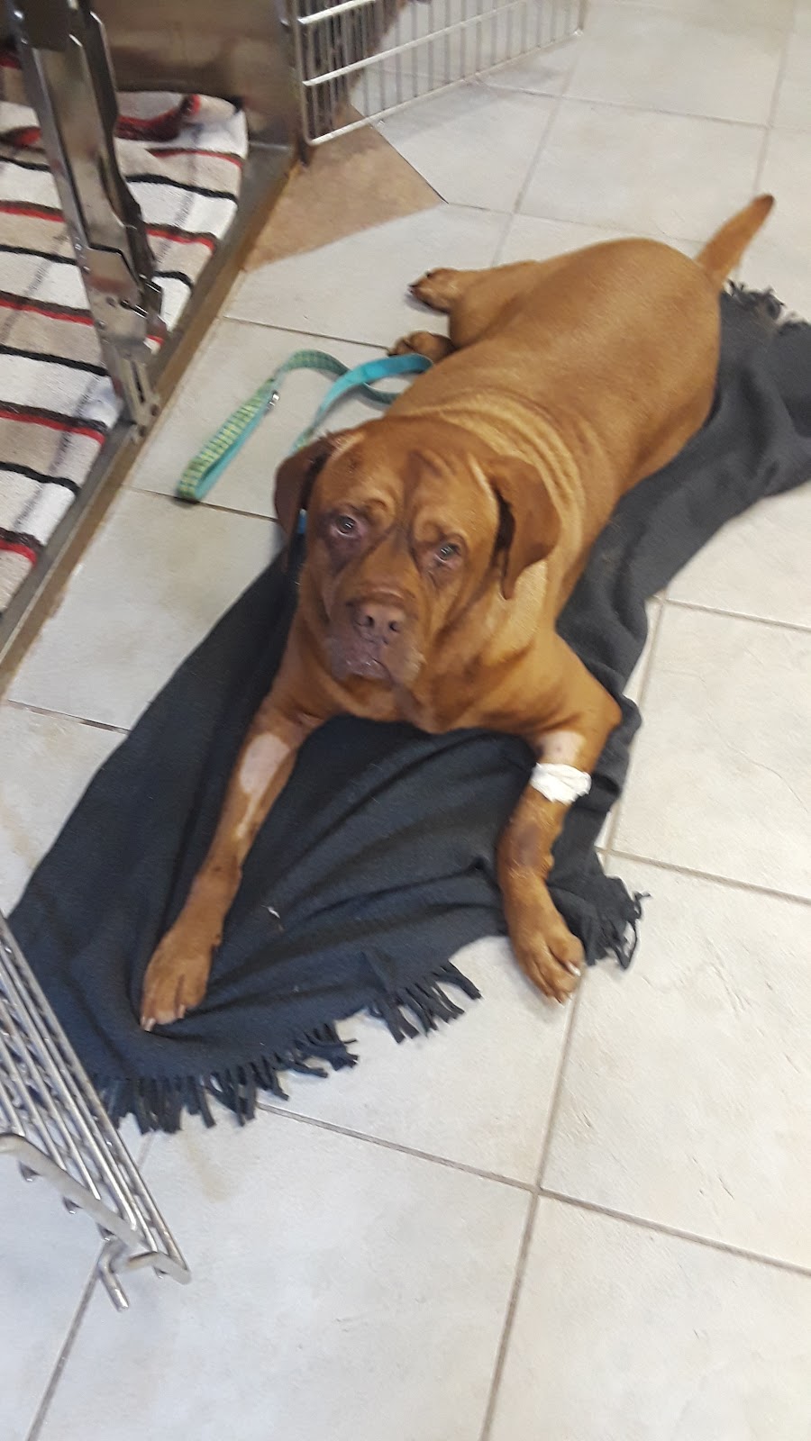 A W Animal Hospital | 24189 Chernick St, Taylor, MI 48180, USA | Phone: (313) 295-2270