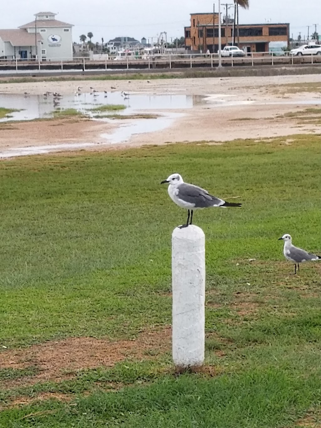 Rockport Beach Park | 319 Broadway St, Rockport, TX 78382, USA | Phone: (361) 729-6661