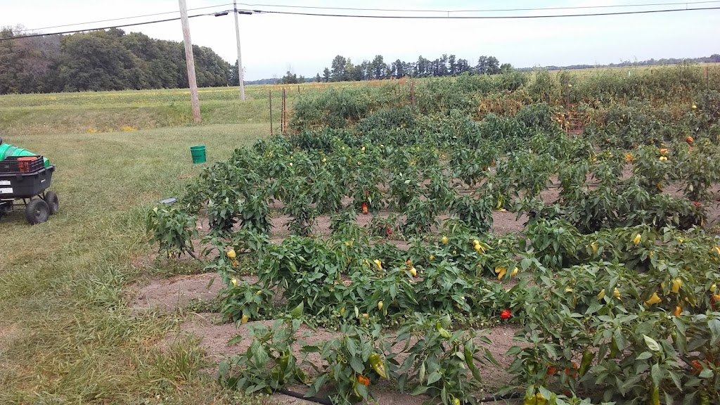 Uncle Rustys Pepper Patch | 7597 Co Rd M, Malinta, OH 43535, USA | Phone: (419) 256-6322