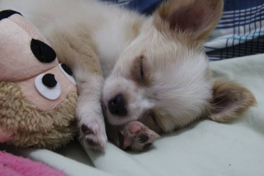 Jays Home Of Chihuahuas | 2104 Savannah Terrace SE, Washington, DC 20020, USA | Phone: (202) 978-8737