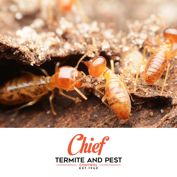 Chief Termite Services Inc | 5291 US Highway 51 N, Memphis, TN 38127, USA | Phone: (901) 358-1418