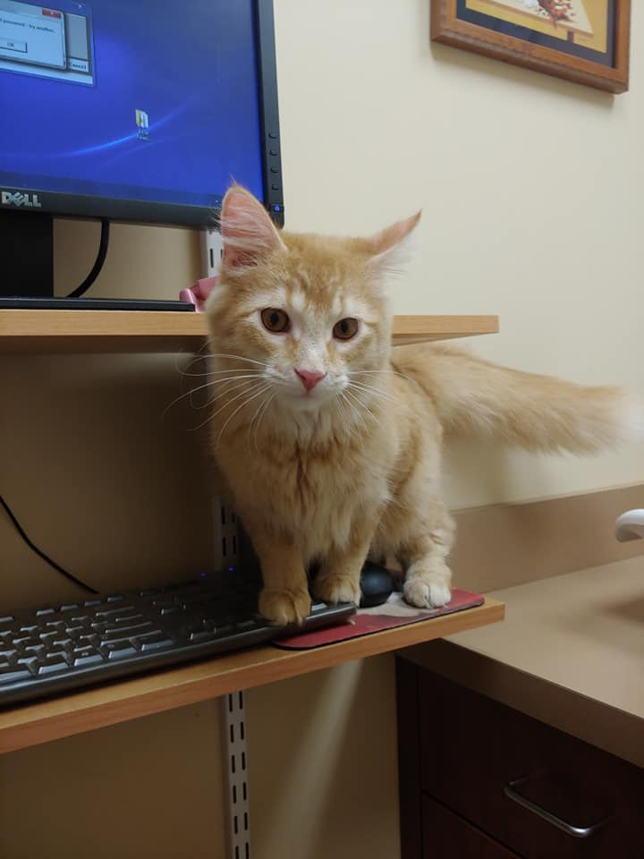 Akron Animal Hospital | 12638 Main St, Akron, NY 14001, USA | Phone: (716) 542-2208