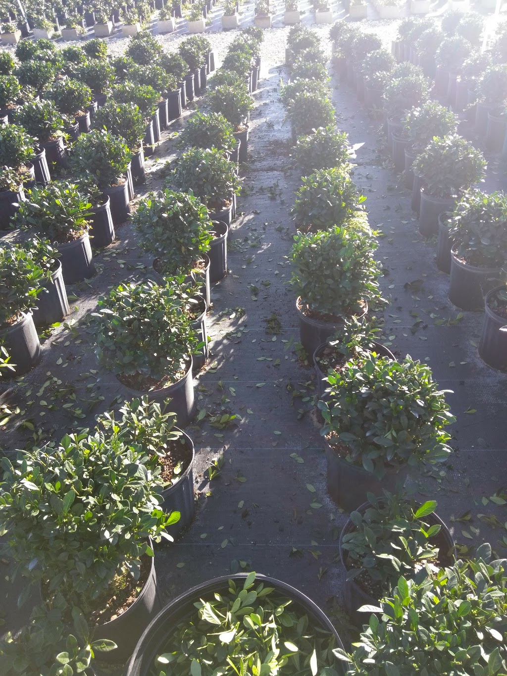 Railroad Nursery Inc | 17855 SW 248th St, Homestead, FL 33031, USA | Phone: (305) 245-4595