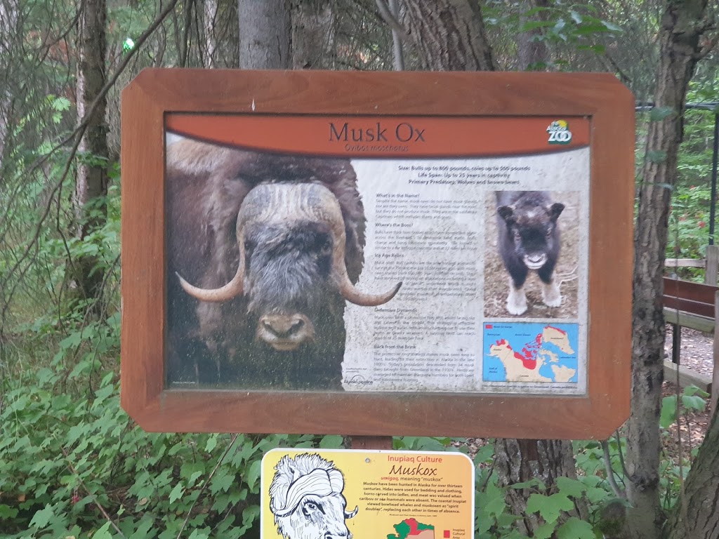 Musk Ox Exhibit | 4731 OMalley Rd, Anchorage, AK 99507, USA | Phone: (907) 346-2133