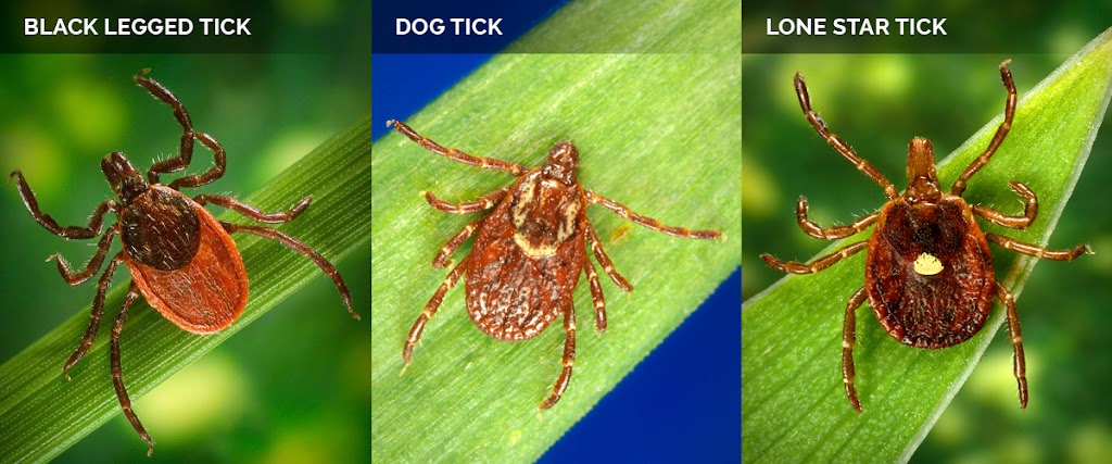 Westchester Organics | Mosquito & Tick Control | 312 Sterling Ave, Mamaroneck, NY 10543, USA | Phone: (914) 575-8394