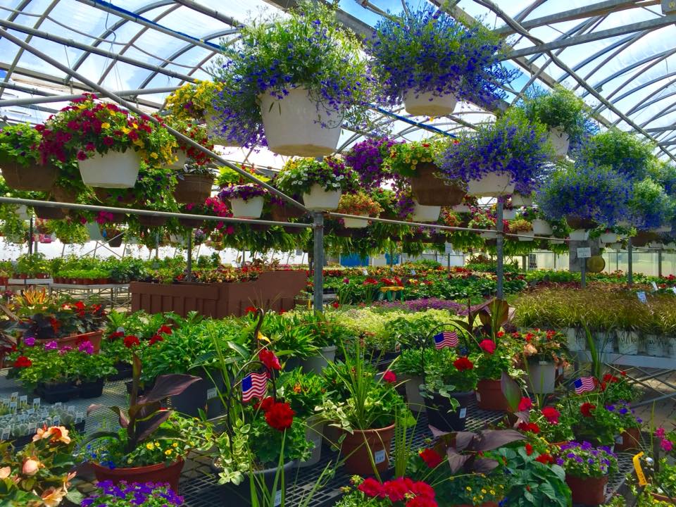 Watermans Greenhouse | 12317 Vaughn St, East Concord, NY 14055, USA | Phone: (716) 592-9186