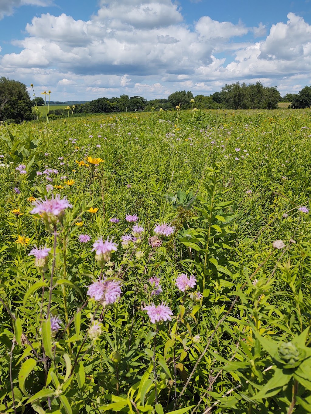 Liebetrau Prairie IAT Segment | 5521 Pine Rd, Cross Plains, WI 53528, USA | Phone: (608) 798-4453