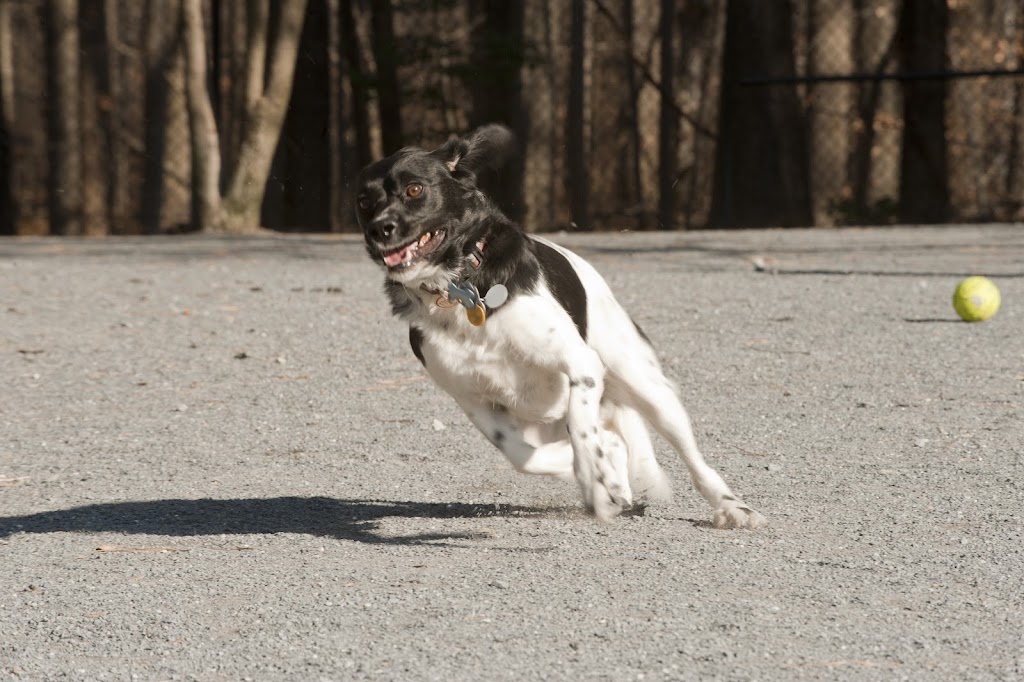 Dog Park in Wheaton Regional Park | 11710 Orebaugh Ave, Wheaton, MD 20902, USA | Phone: (301) 495-2595