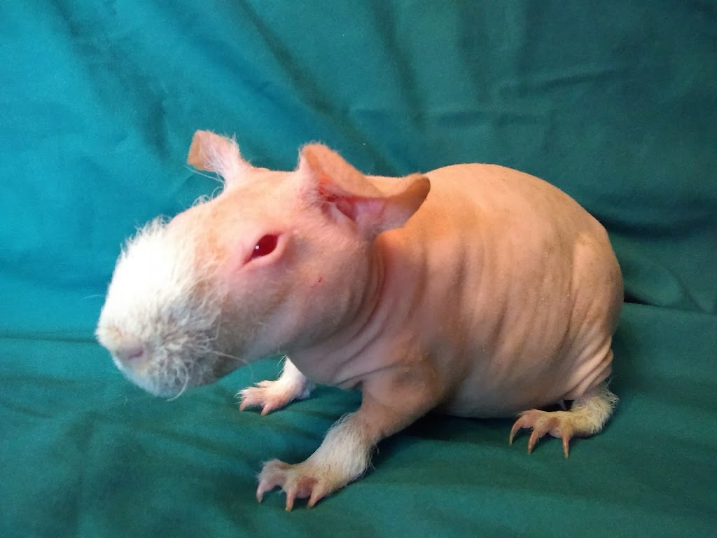 Critters Pet Shop | 7210 Lincoln Way E, Wooster, OH 44691, USA | Phone: (330) 669-7387