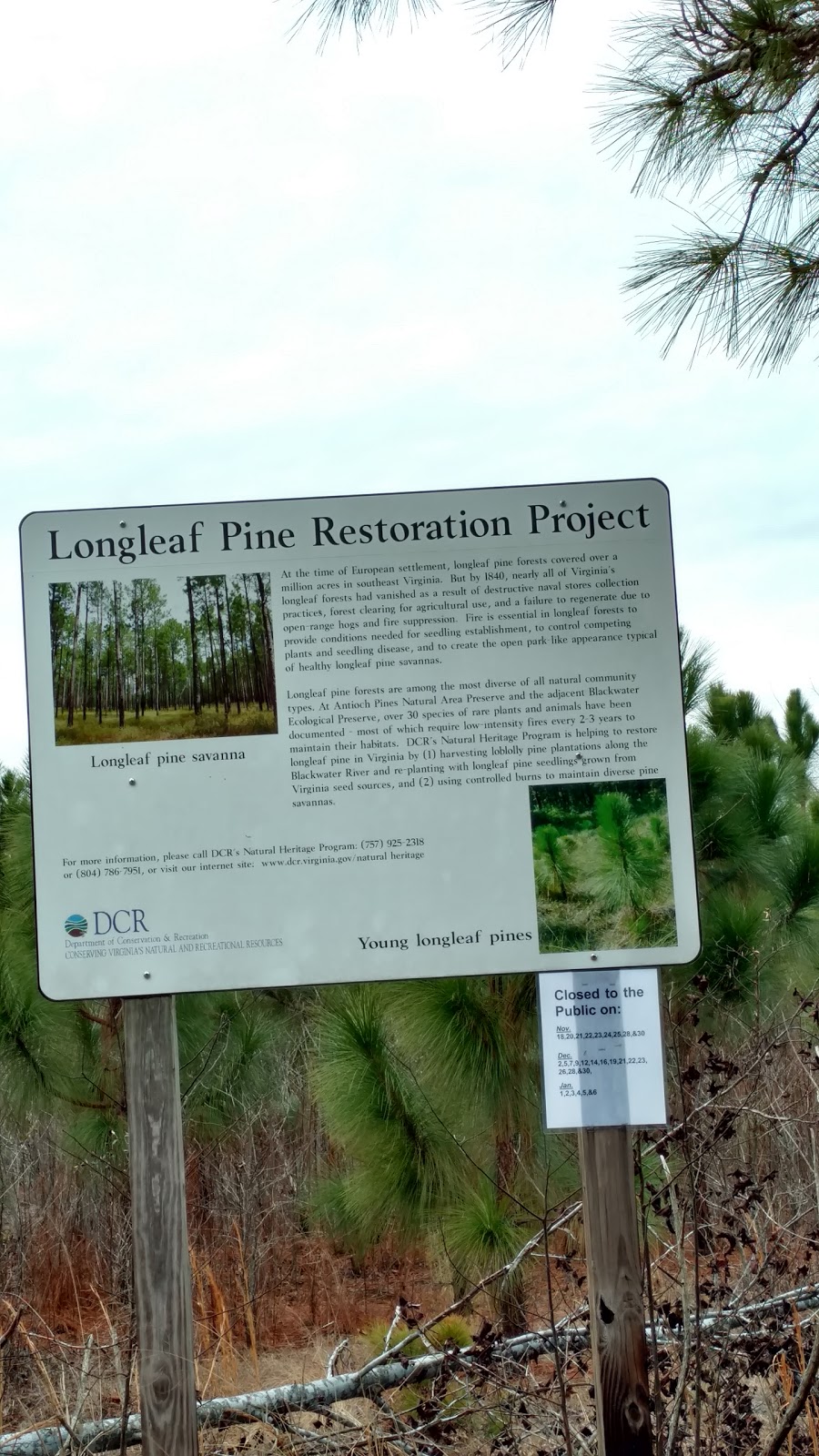 Antioch Pines Natural Area Preserve | Zuni, VA 23898, USA | Phone: (757) 925-2318