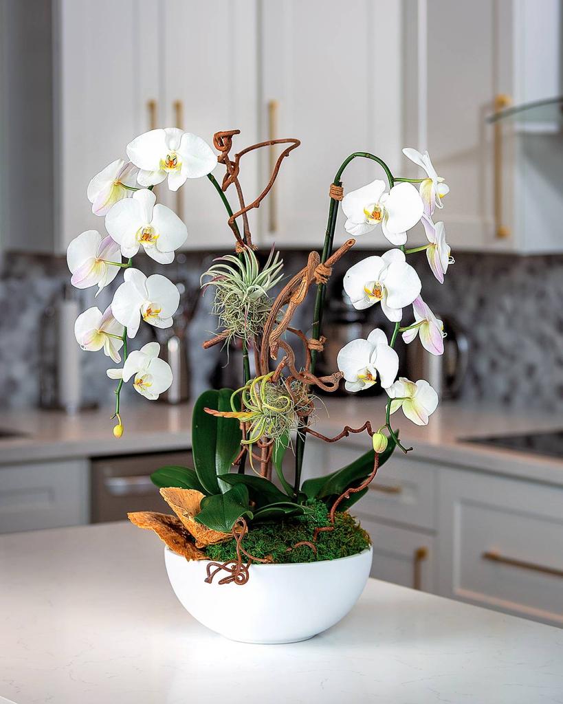 Viva Orchids of Boca Raton | 23369 Torre Cir, Boca Raton, FL 33433, USA | Phone: (561) 507-0073