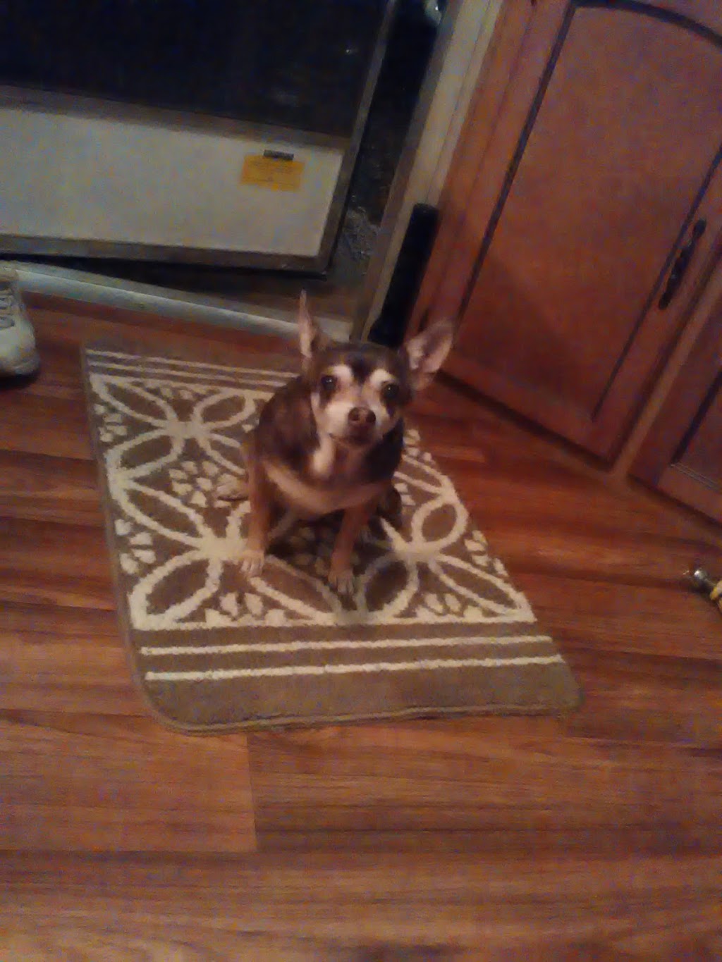 PawHealer® | 2466 Royal Oak Dr, Escondido, CA 92027, USA | Phone: (877) 255-3856 PawHealer® | 2466 Royal Oak Dr, Escondido, CA 92027, USA | Phone: (877) 255-3856