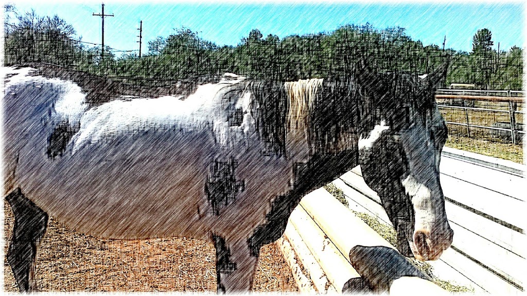 All Around Trail Horses | 7151 S Camino Loma Alta, Tucson, AZ 85747 | Phone: (520) 298-8980