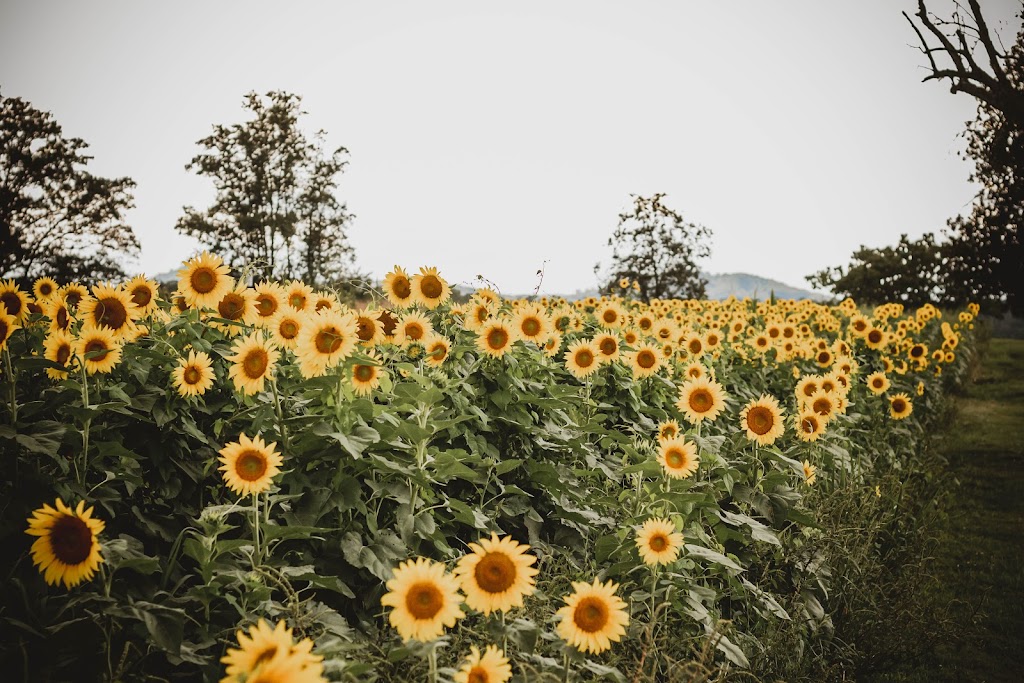 Hunter Farms Family Produce | 6813 US HWY 601 South, Boonville, NC 27011, USA | Phone: (336) 469-6498