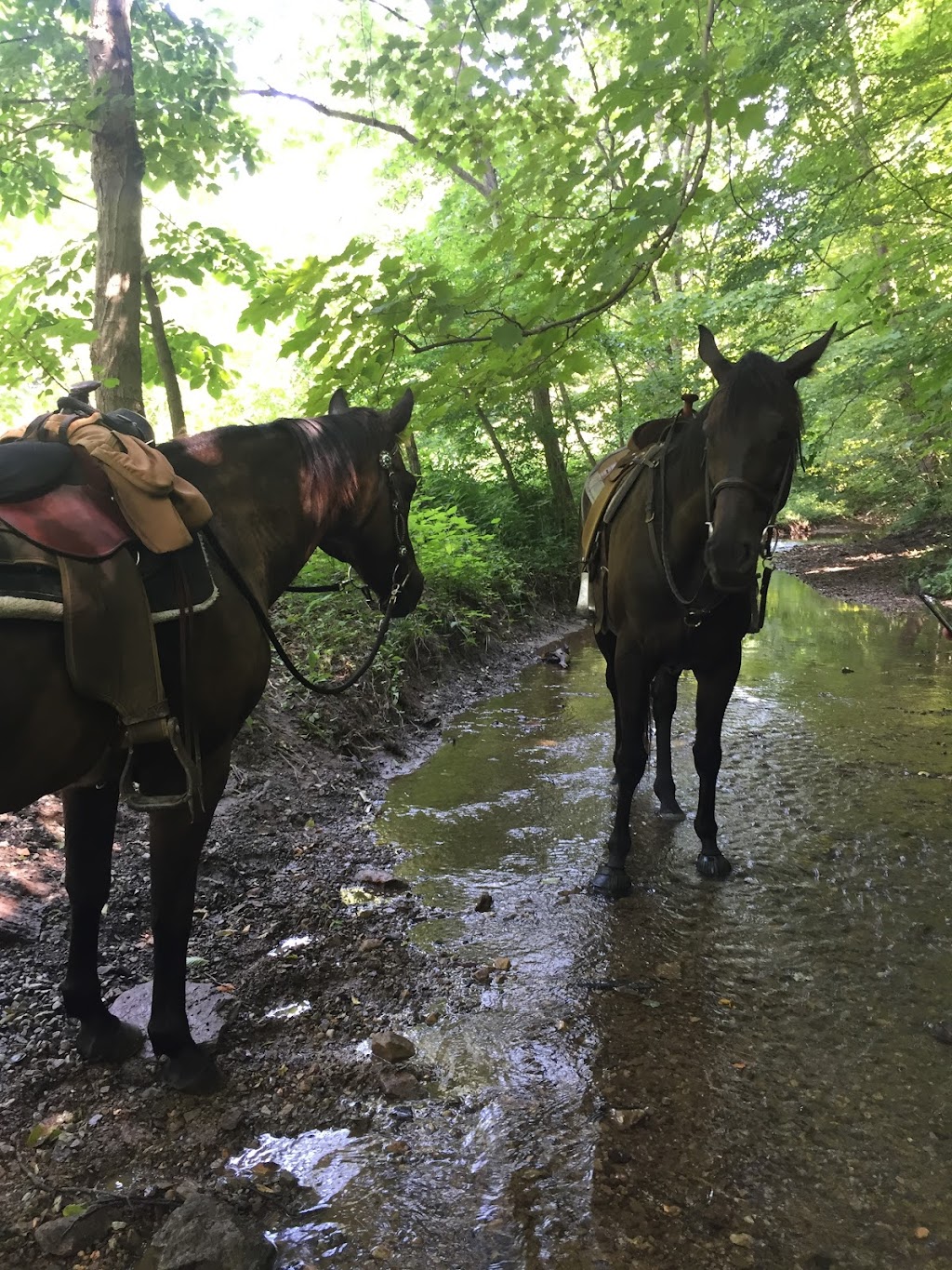 Cedar Grove Farm Horse Boarding | 64 Meneely Rd, Burgettstown, PA 15021, USA | Phone: (304) 312-8003