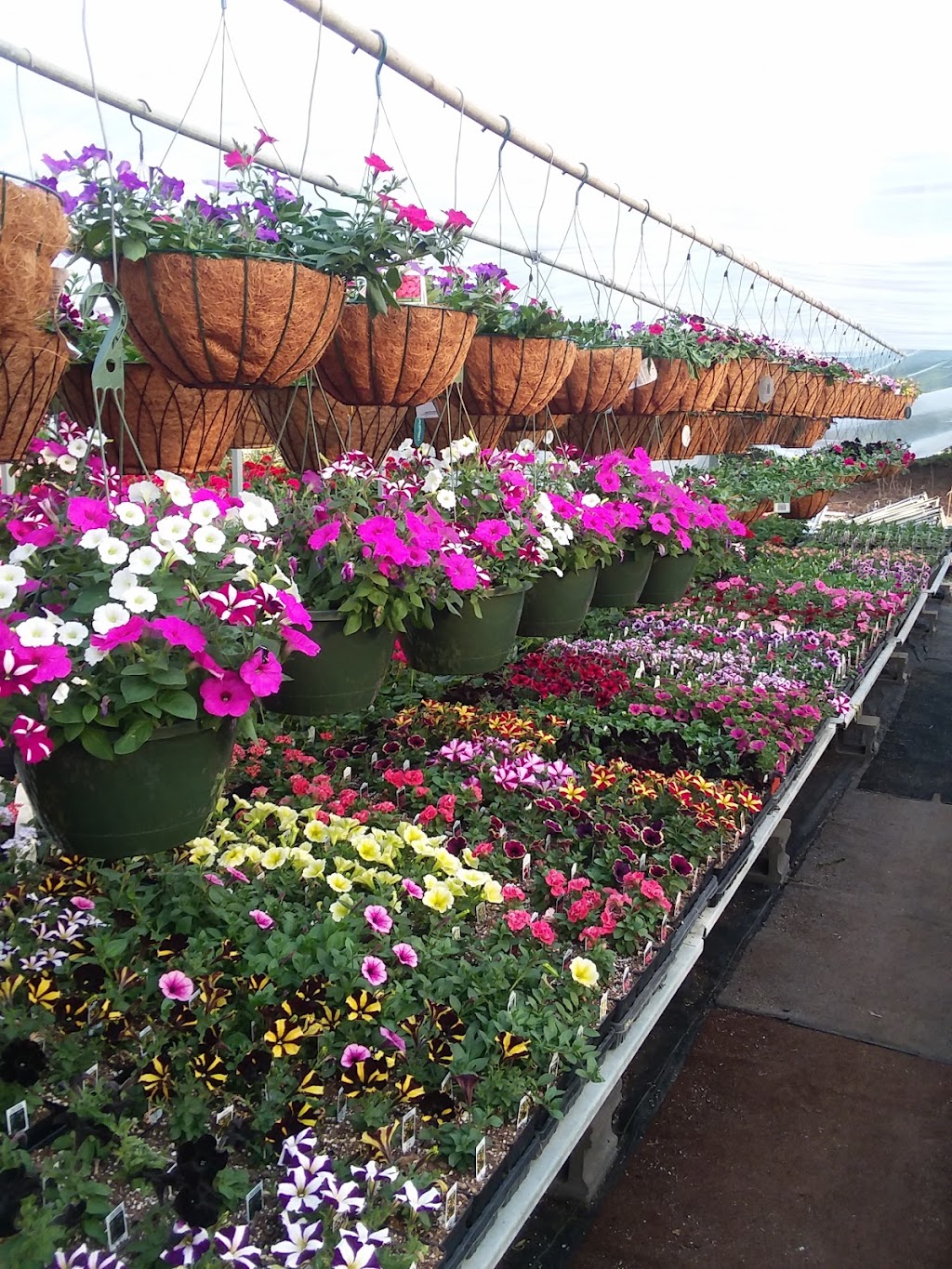 J & S Greenhouse | 1408 Co Rd V, Houlton, WI 54082, USA | Phone: (715) 549-5280