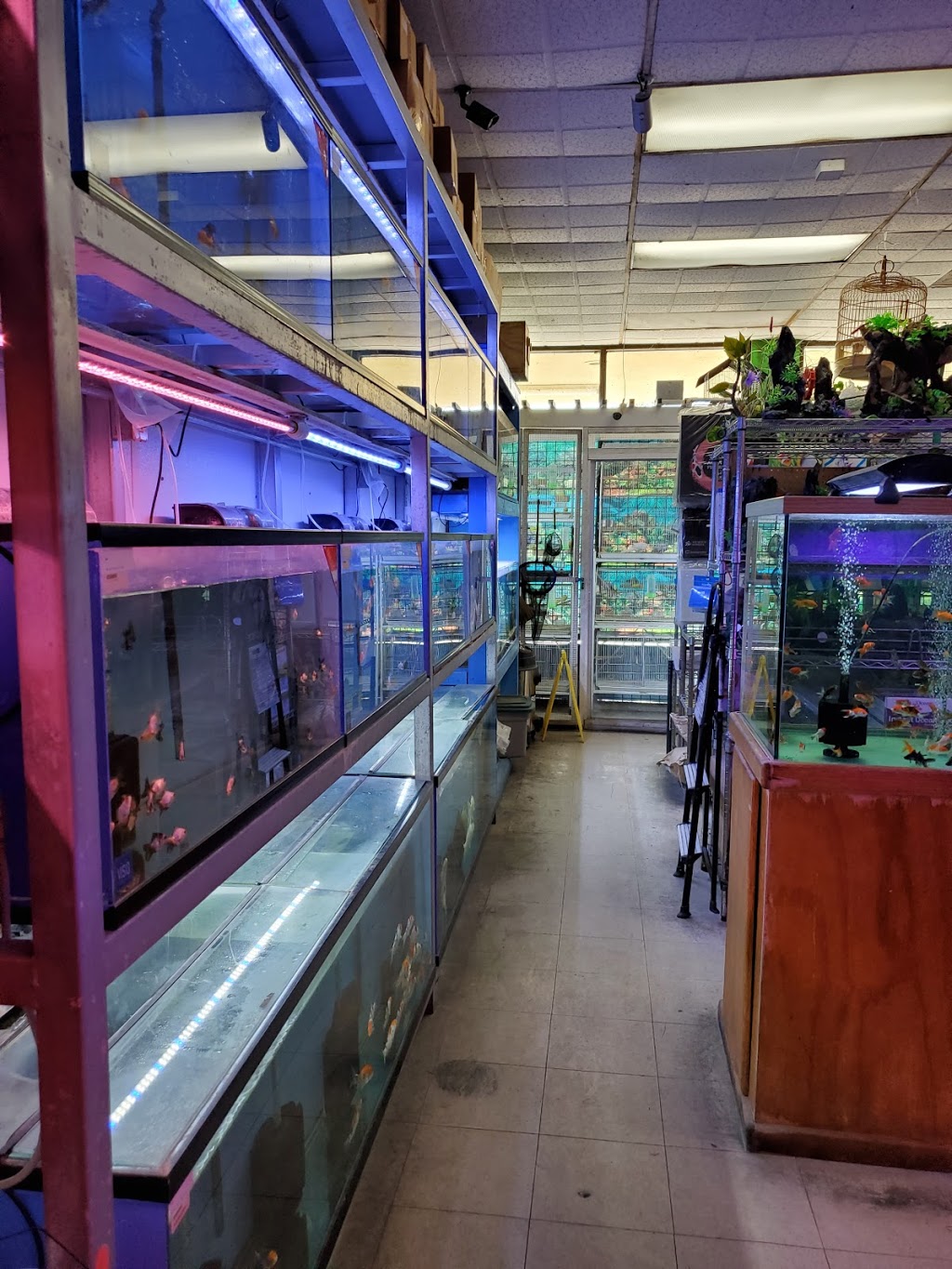 D D Fish & Pets | 2413 S Fairview St, Santa Ana, CA 92704, USA | Phone: (714) 241-0807