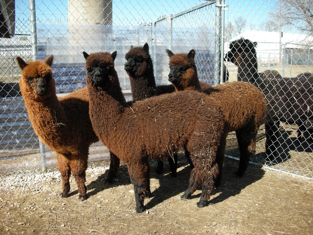 Greenbriar Farm Alpaca - MAM Consulting Associates Inc. | W237S4344 Big Bend Rd, Waukesha, WI 53189, USA | Phone: (262) 970-9633