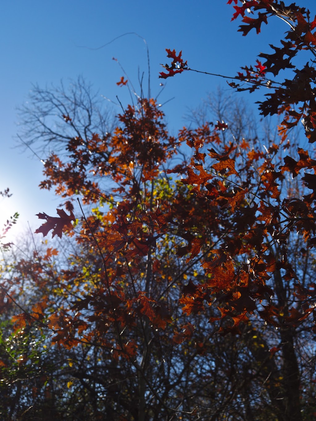 Spring Creek Forest Trails | 1770 Holford Rd, Garland, TX 75044, USA | Phone: (972) 205-2750