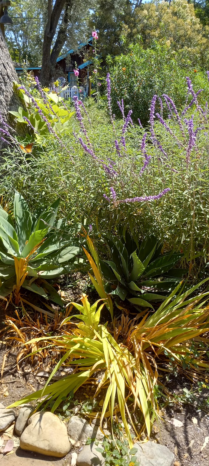 Goin Native Therapeutic Gardens | Los Rios St, San Juan Capistrano, CA 92675, USA | Phone: (949) 606-6386