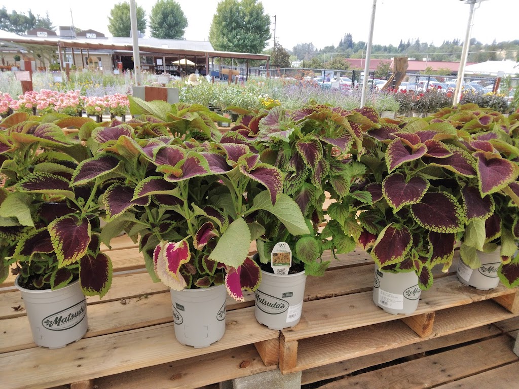 Green Acres Nursery & Supply at Eisleys | 380 Nevada St, Auburn, CA 95603, USA | Phone: (530) 885-5163