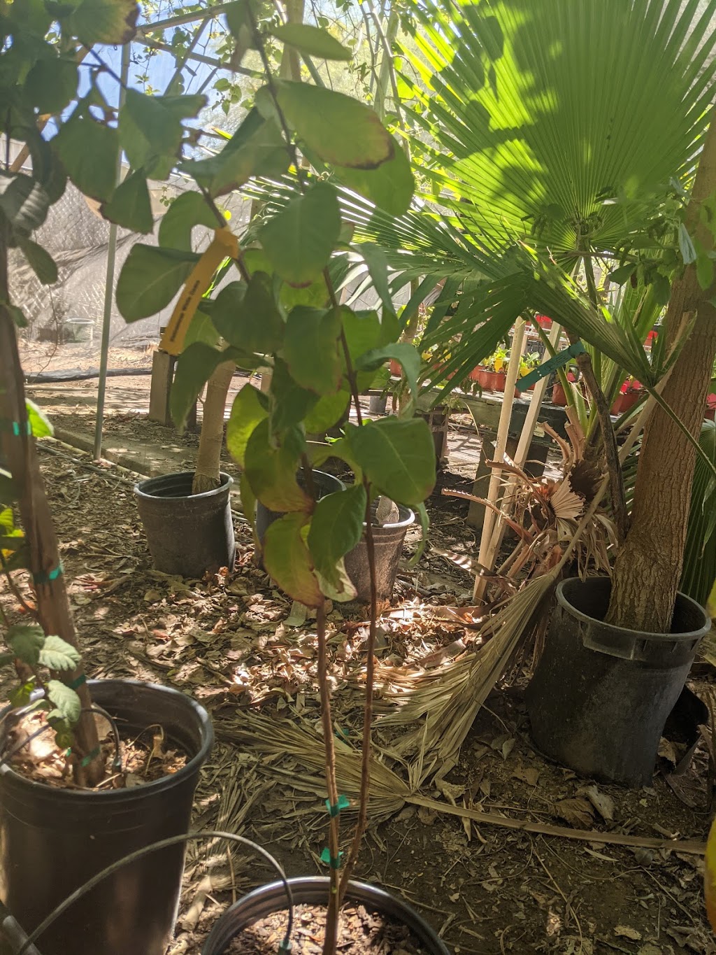 Tropica Mango Rare and Exotic Tropical Fruit Tree Nursery | 10520 E Apache Trail, Apache Junction, AZ 85120, USA | Phone: (602) 576-6948