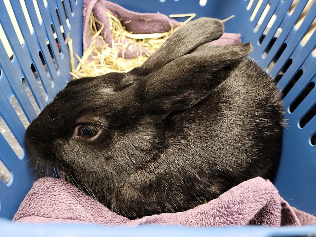 Northridge Veterinary Center | 19462 Rinaldi St, Northridge, CA 91326, USA | Phone: (818) 832-1888