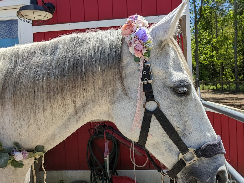 Coastal Equine Veterinary Services | 933 Beaver Dam Rd, Chesapeake, VA 23322, USA | Phone: (757) 421-3900