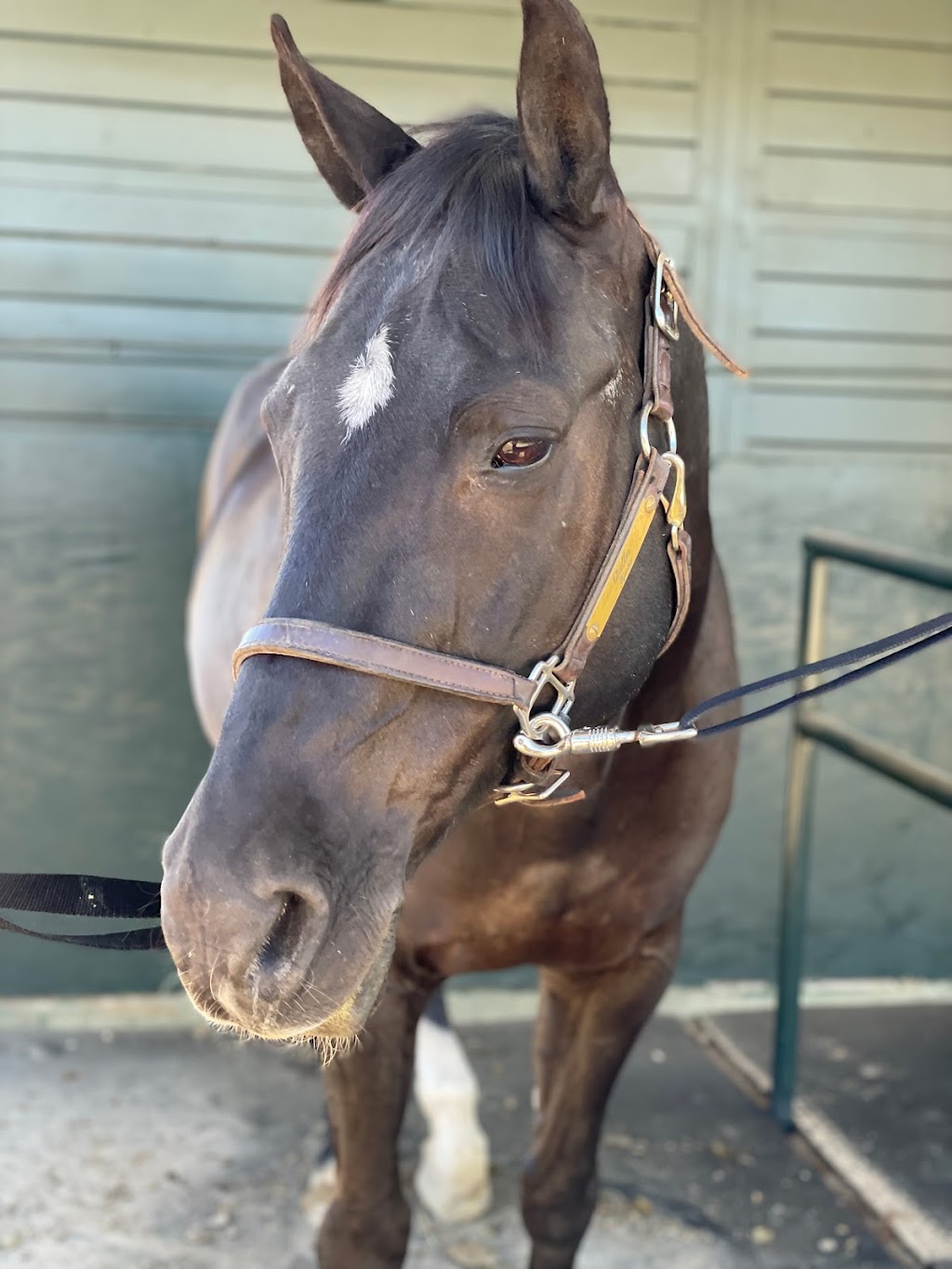 Epona Riding Academy and Natural Horsemanship | 11127 Orcas Ave, Sylmar, CA 91342 | Phone: (818) 568-2373