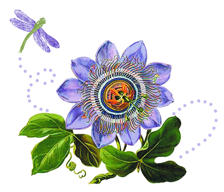 Passion Flower Design | 7611 Concord Dr, Boulder, CO 80301, USA | Phone: (303) 325-7997