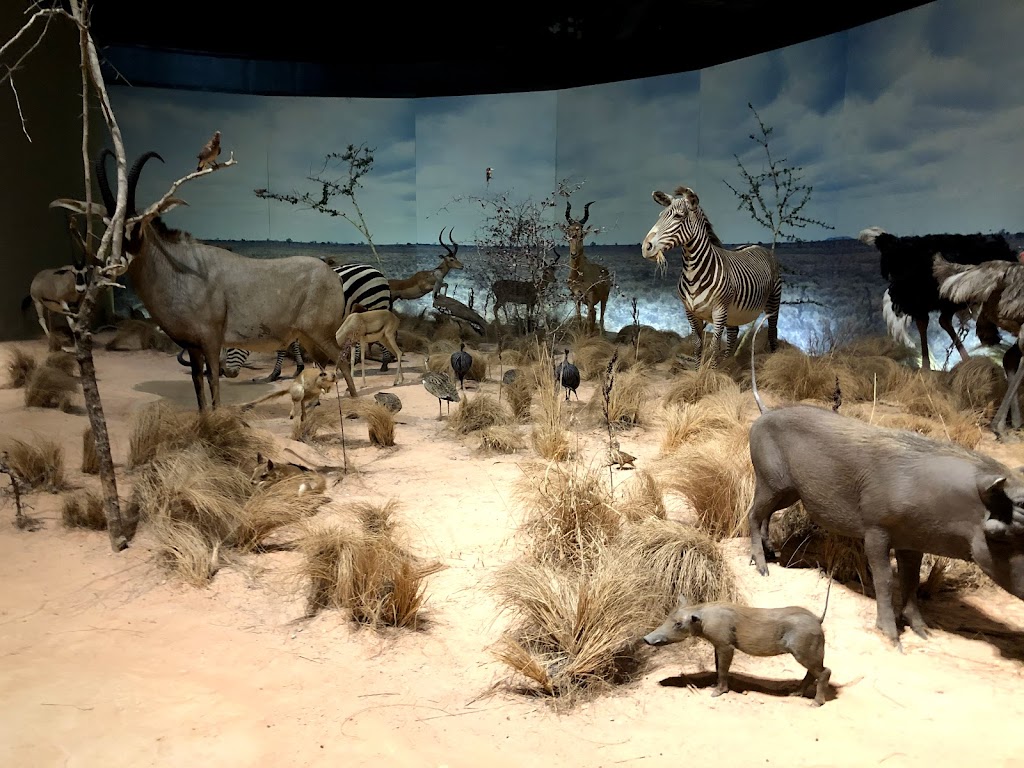 Anniston Museum of Natural History | 800 Museum Dr, Anniston, AL 36206, USA | Phone: (256) 237-6766