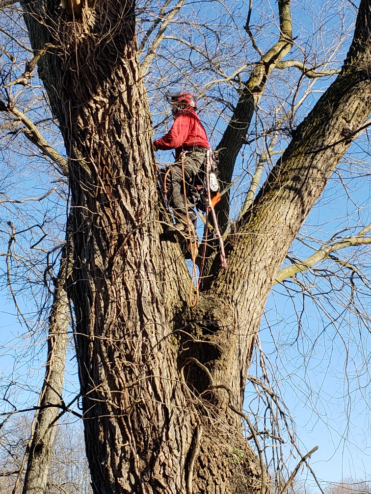 Arboriculture Prestige Tree Experts | 101 Rose St, Magnetic Springs, OH 43036 | Phone: (614) 571-3424