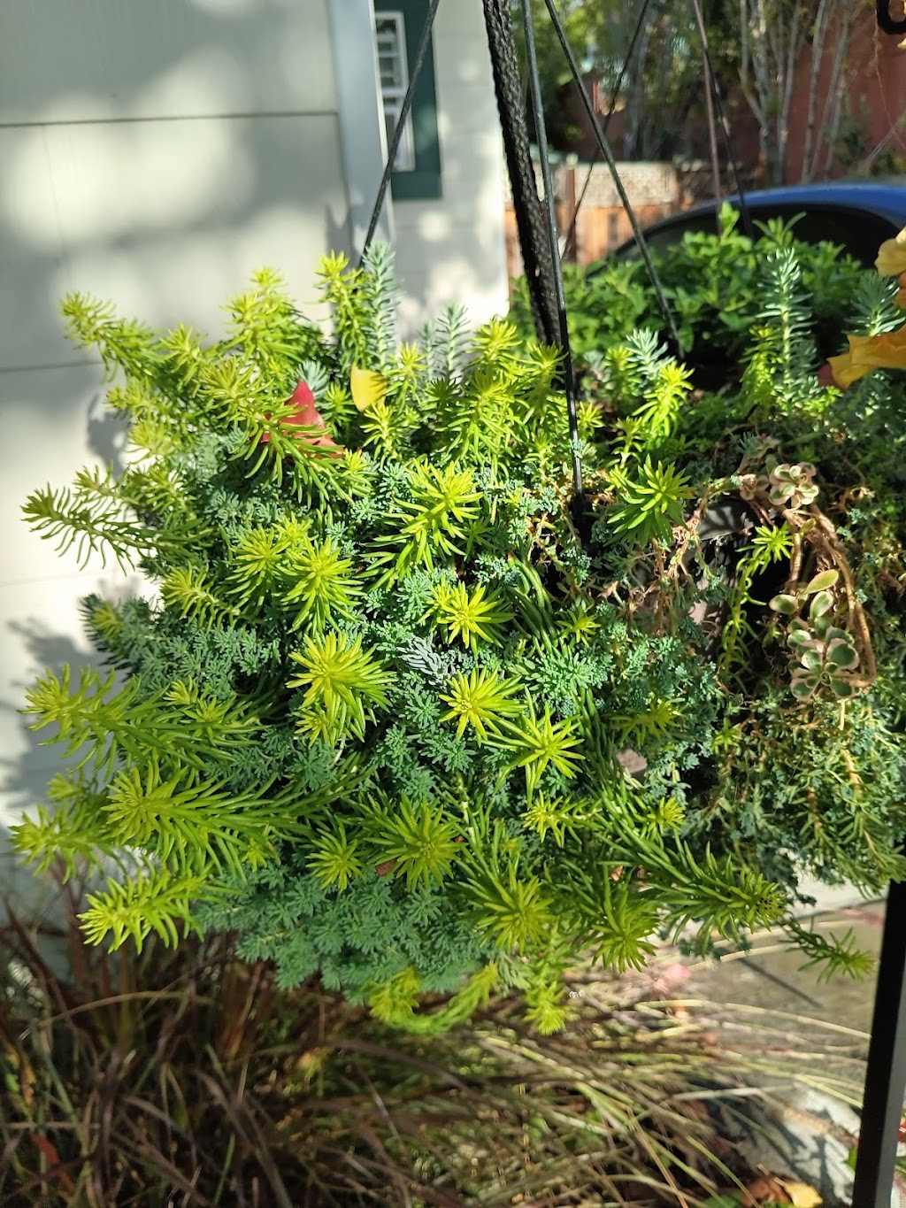 Season of Succulents | 1151 Warburton Ave, Santa Clara, CA 95050, USA | Phone: (408) 449-2654