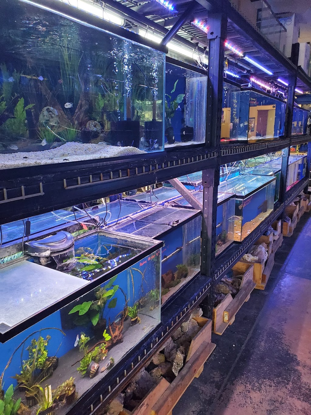 Lances Aquarium | 450 S Buffalo Dr, Las Vegas, NV 89145, USA | Phone: (702) 364-5270