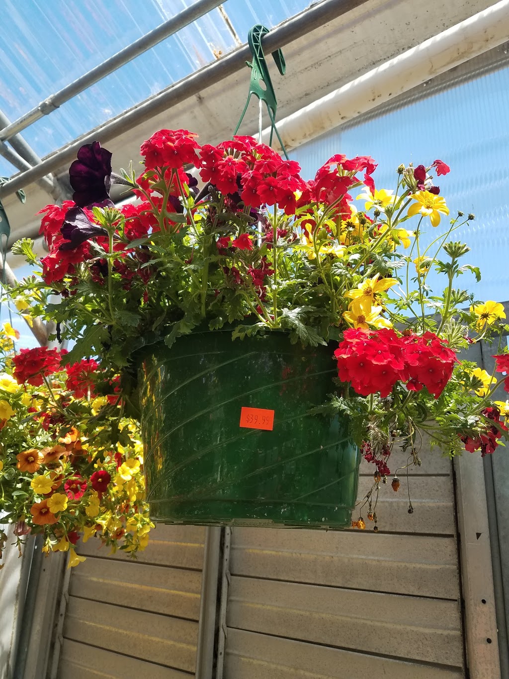 Summer Blooms | 7800 S Pierce St, Littleton, CO 80128, USA | Phone: (303) 932-7990