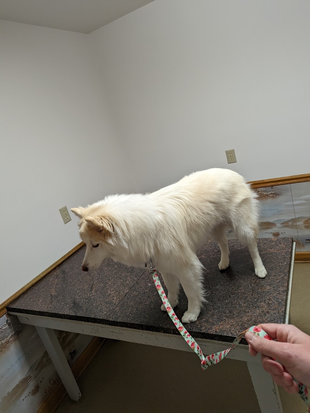 Mt Juliet Animal Clinic | 11161 Lebanon Rd, Mt. Juliet, TN 37122, USA | Phone: (615) 758-8333