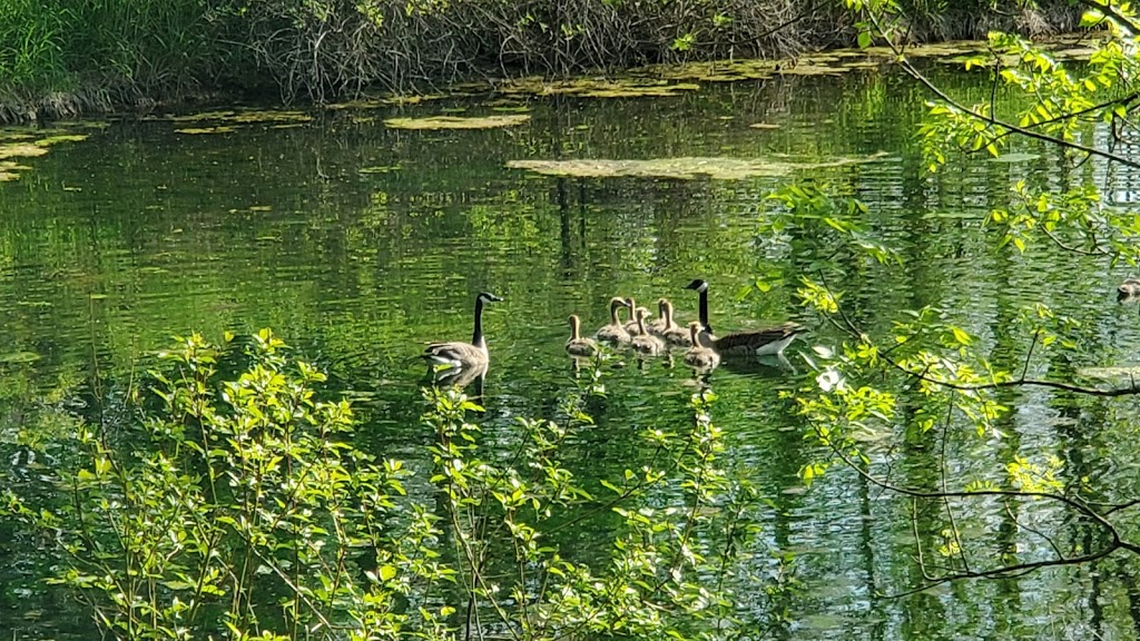 Token Creek Conservancy | 6394 Portage Rd, DeForest, WI 53532, USA | Phone: (608) 846-3854