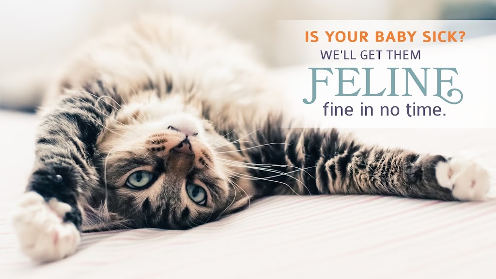 All About Cats Veterinary Hospital | 6501 132nd Ave NE, Kirkland, WA 98033, USA | Phone: (425) 636-8201