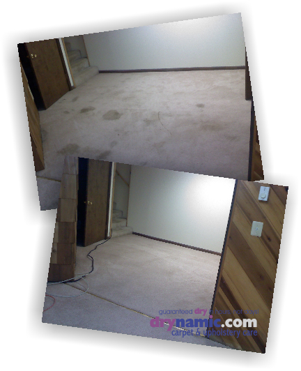 Drynamic Carpet & Upholstery Care | 9663 Norfolk Ave, Laurel, MD 20723, USA | Phone: (301) 725-7747