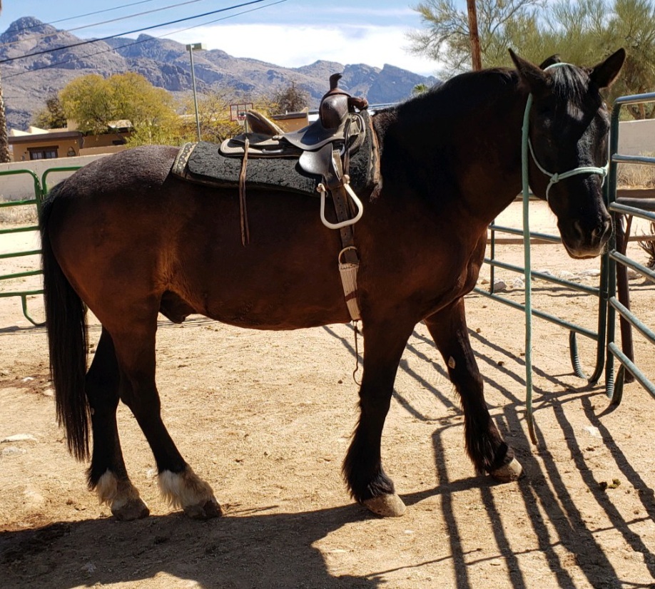 Catalina Horseback Riding | 245 E Ina Rd, Tucson, AZ 85704, USA | Phone: (520) 631-3787