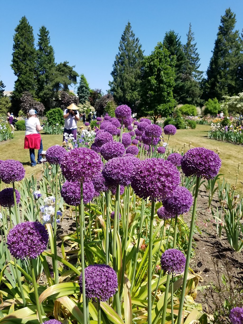 Schreiners Iris Gardens | 3625 Quinaby Rd NE, Salem, OR 97303, USA | Phone: (503) 393-3232