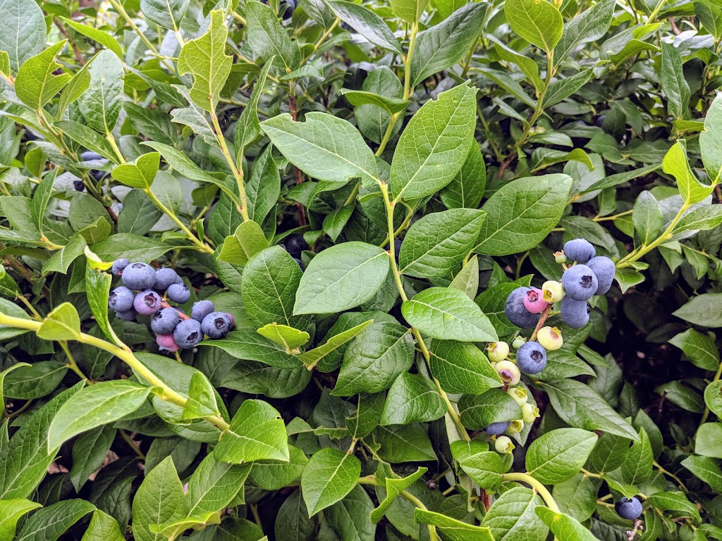 Blueberry Fields of Stillwater | 9450 Mendel Rd N, Stillwater, MN 55082, USA | Phone: (651) 351-0492