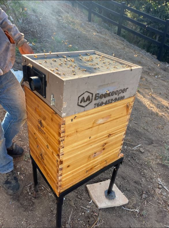 AA-Beekeeper | Live Bee Removal & Relocation | 912 Terraza Mar, San Marcos, CA 92078, USA | Phone: (858) 299-7500